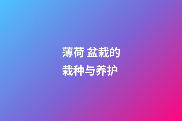 薄荷 盆栽的栽种与养护